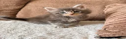 Maine Coon cats for sale: Tica registered mainecoon kittens ready to view - Advert 11