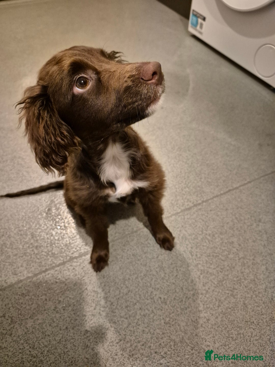 Sprocker dogs for sale: Sprocker Puppy for Sale - 17 Weeks Old - Advert 5