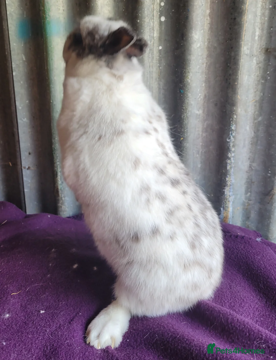 Netherland Dwarf rabbits for sale: Beautiful 'Bubble' Netherland Dwarf doe - Advert 5