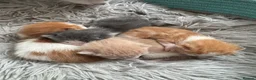 Mixed Breed cats for sale: Kittens - Advert 19