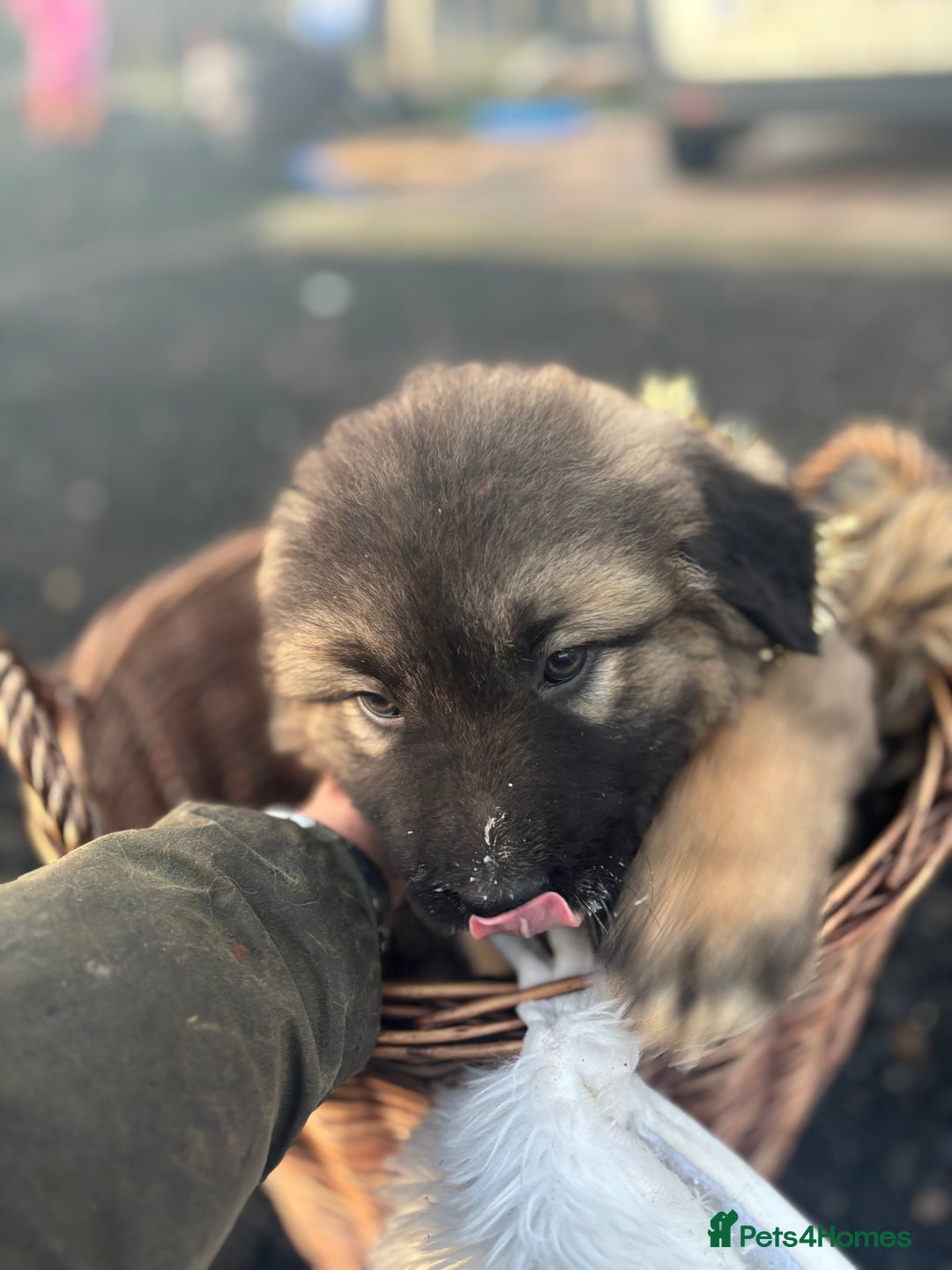 Caucasian Shepherd Dog dogs for sale: Caucasian Shepherds  - Advert 37