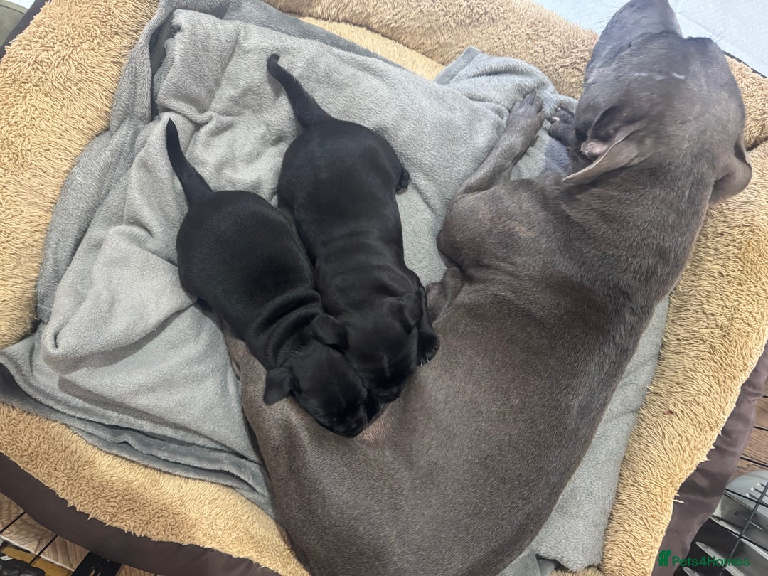 Staffordshire Bull Terrier dogs for sale: Top quality Staffordshire bull terriers  - Image 1