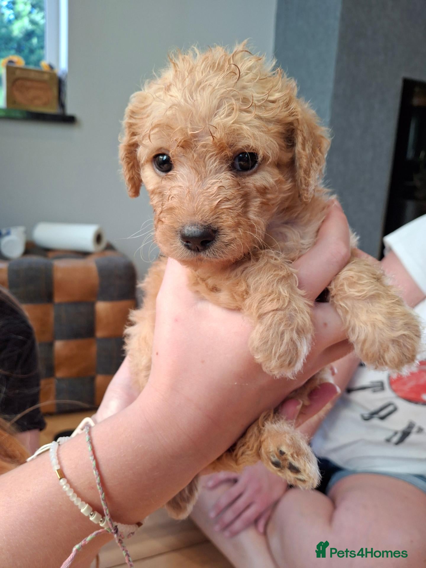 Labradoodle dogs 🏆Labradoodle Pups Available Health Tested Parents - Advert 1