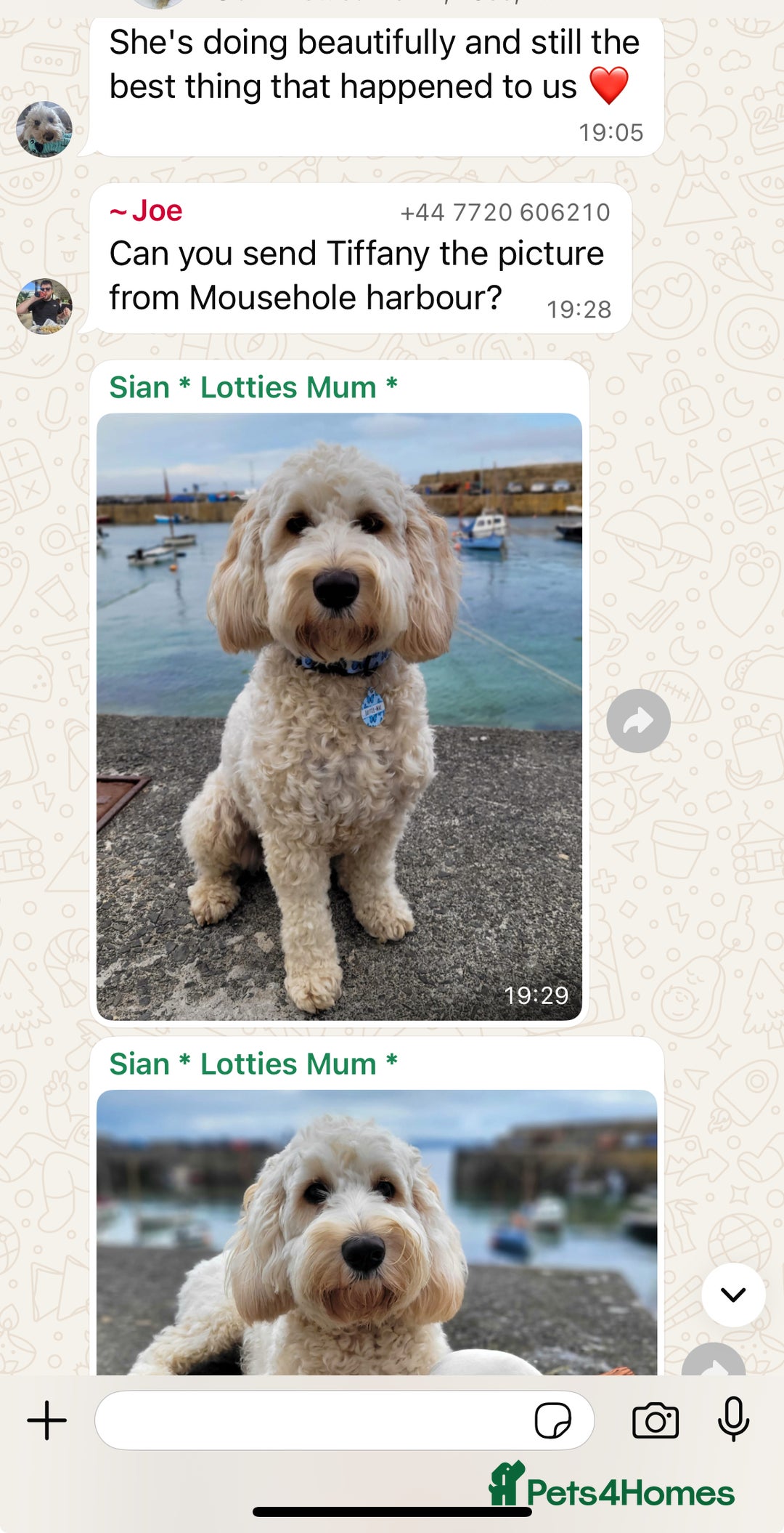 Cavapoo dogs for sale: Top Class Extensively tested Toy Cavapoo pups - Advert 21