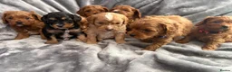 Cavapoo dogs for sale: EXTENSIVELY HEALTH TESTED F1?CAVAPOO BABIES  - Advert 6
