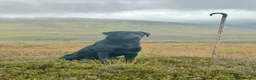 Labrador Retriever dogs for sale: Stunning home-bred labs - Advert 7