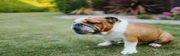 English Bulldog dogs for sale: Beautiful English Bulldog Puppies  in Swindon - Advert 9