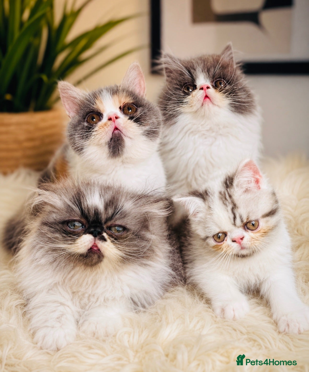Exotic cats Exotic Persians  - Advert 1