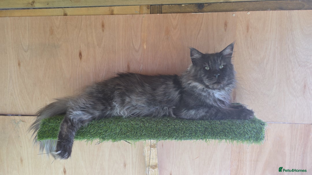 Maine Coon cats for stud: 3 amaizing cats available for stud duties! - Image 5