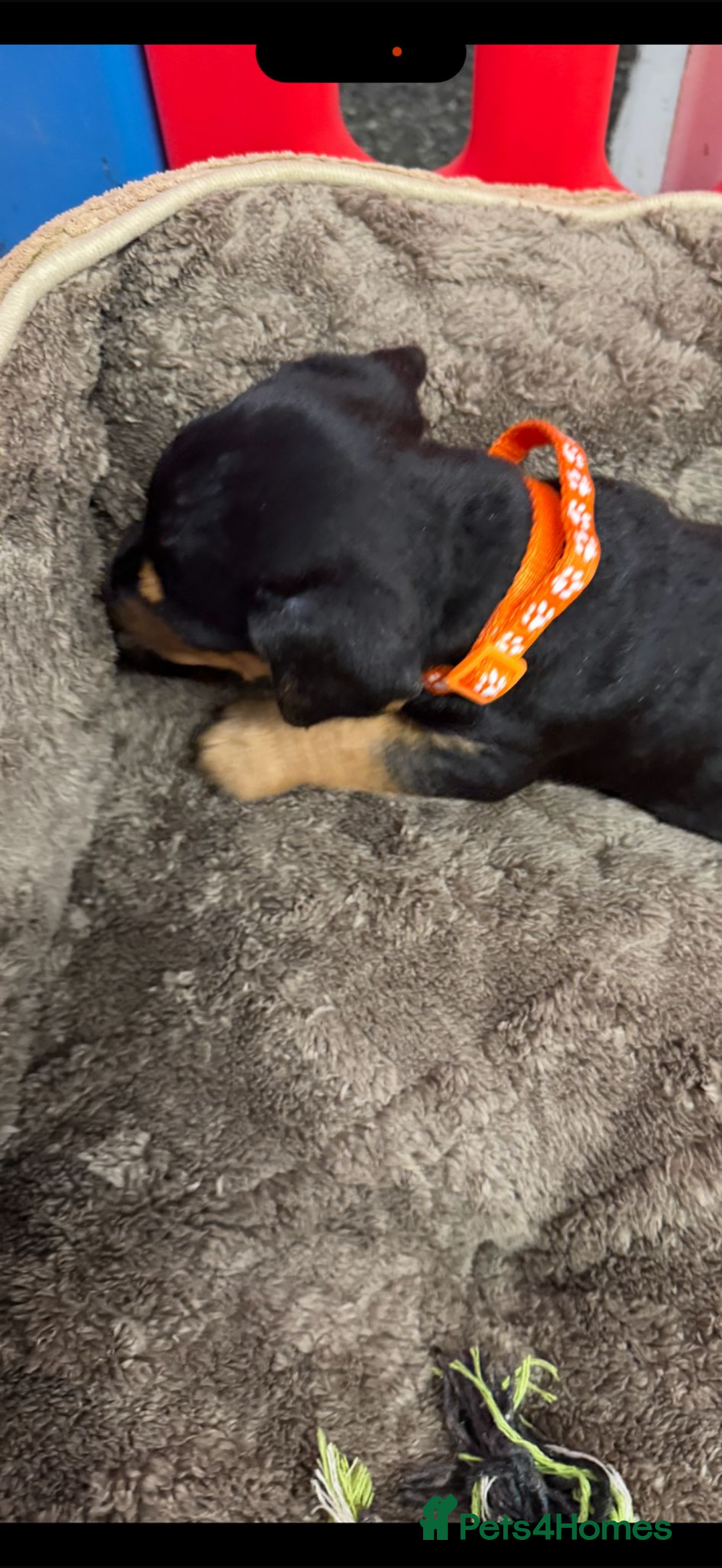 Jack Russell dogs for sale: Jack russsell  - Advert 4