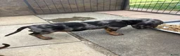 Dachshund dogs for sale: Absolutely gorgeous litter of 5 dachshund puppies - Advert 15