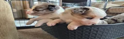 Mixed Breed dogs for sale: Beardie border x puppies - Advert 17
