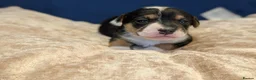 Jack Russell dogs for sale: 5 beautiful Jack Russell puppies for sale - Advert 5