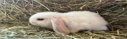 Mini Lop rabbits for sale: Stunning pure mini lops  - Advert 5