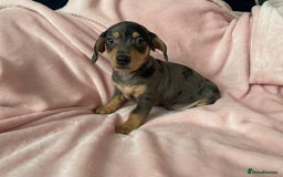 Miniature Dachshund dogs for sale: Beautiful Dachshund X - Image 11