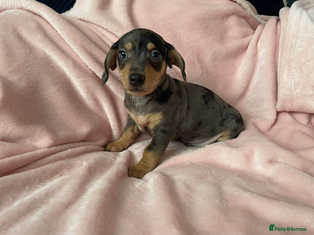 Miniature Dachshund dogs for sale: Beautiful Dachshund X - Image 11
