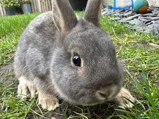 Netherland Dwarf rabbits Netherland Dwarf Rabbits for sale - Advert 1