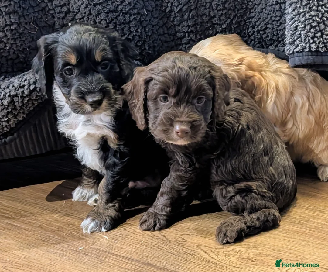 Cockapoo dogs for sale: Licensed breeder, health tested F1 cockapoo pups - Advert 17