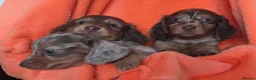 Dachshund dogs for sale: Miniature long hair dapple daxie puppy's  - Advert 4