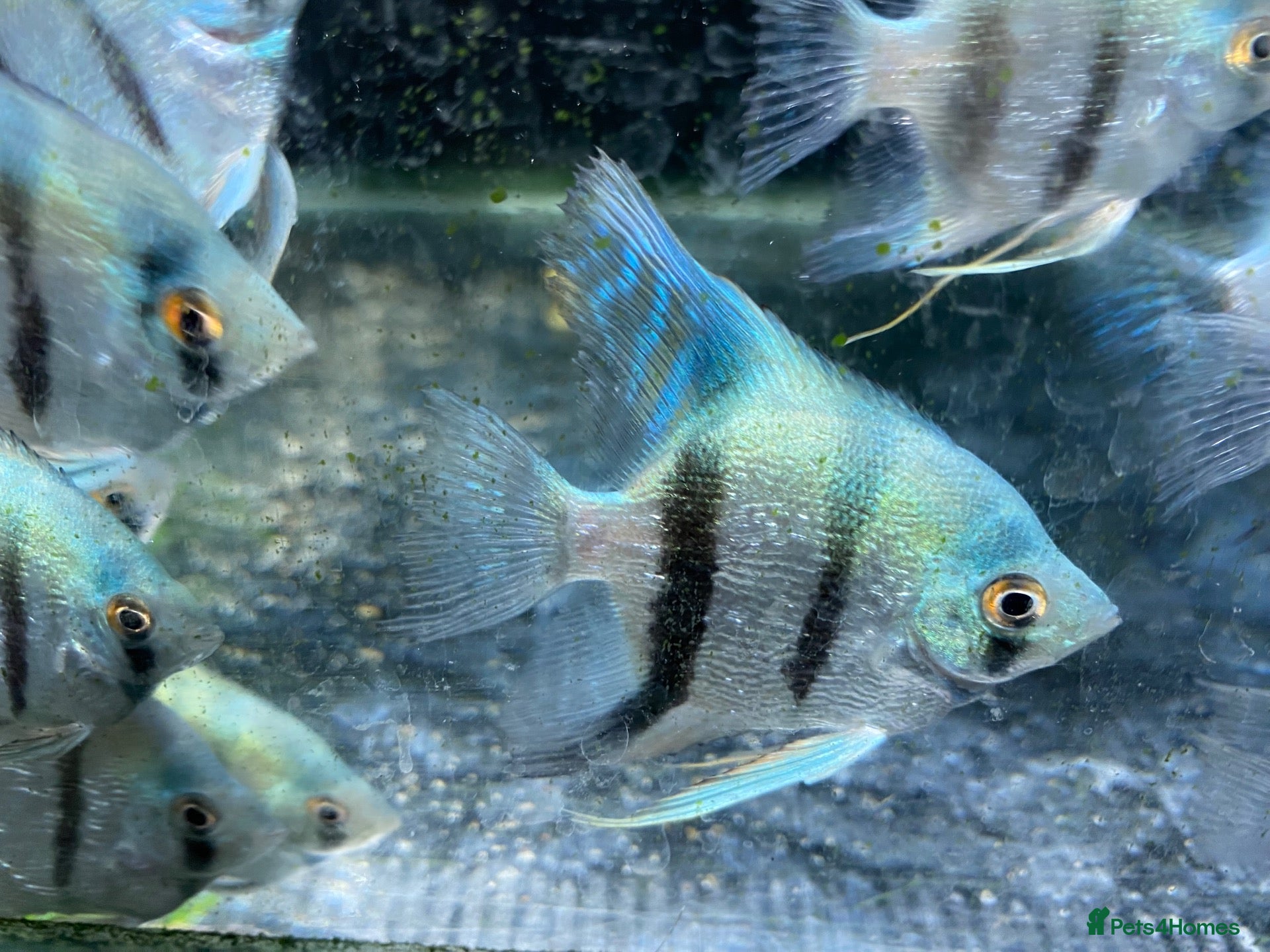 Angelfish fish Angelfish  - Advert 1