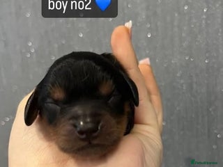 Cavapoo dogs Cavapoo puppies phantom Black and Tan - Advert 2