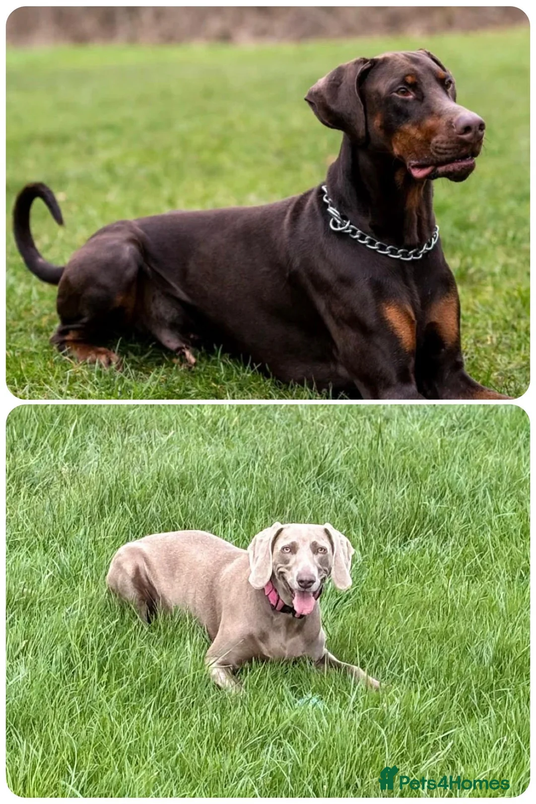 Mixed Breed dogs for sale: PUPPIES ARE HERE 🤩🥳 - Advert 13