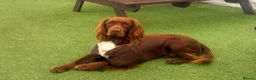 Sprocker dogs for sale: Beautiful Sprocker Spaniel pups - Advert 8