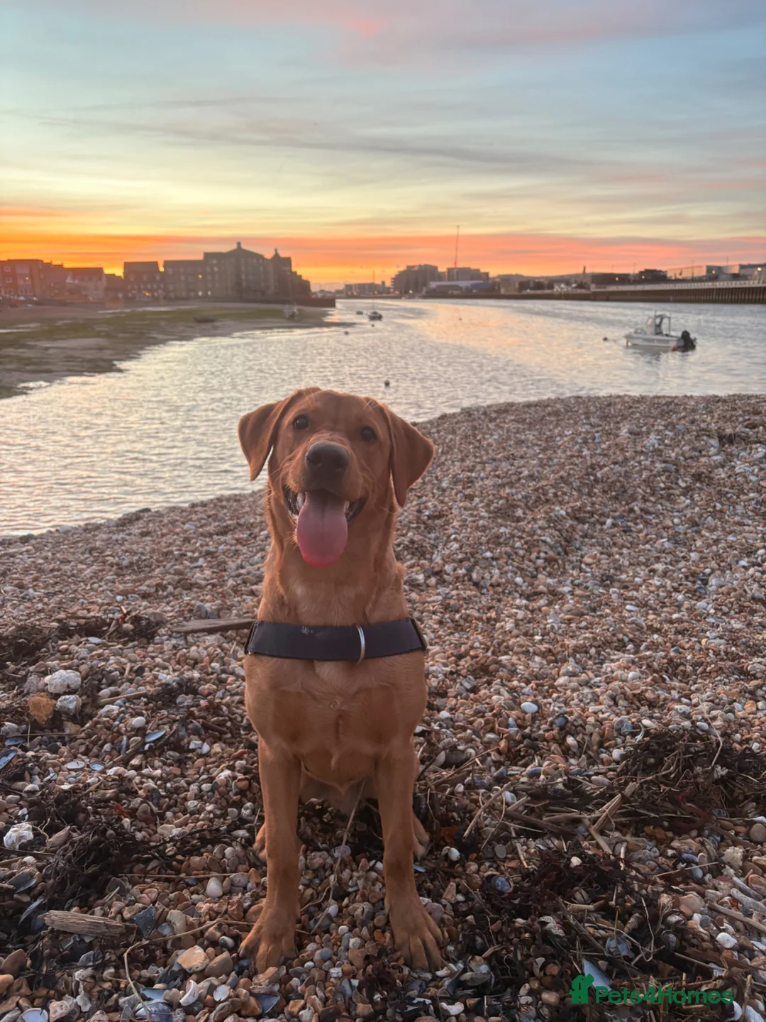 Labrador Retriever dogs for sale: Male Fox Red Labrador - Advert 2