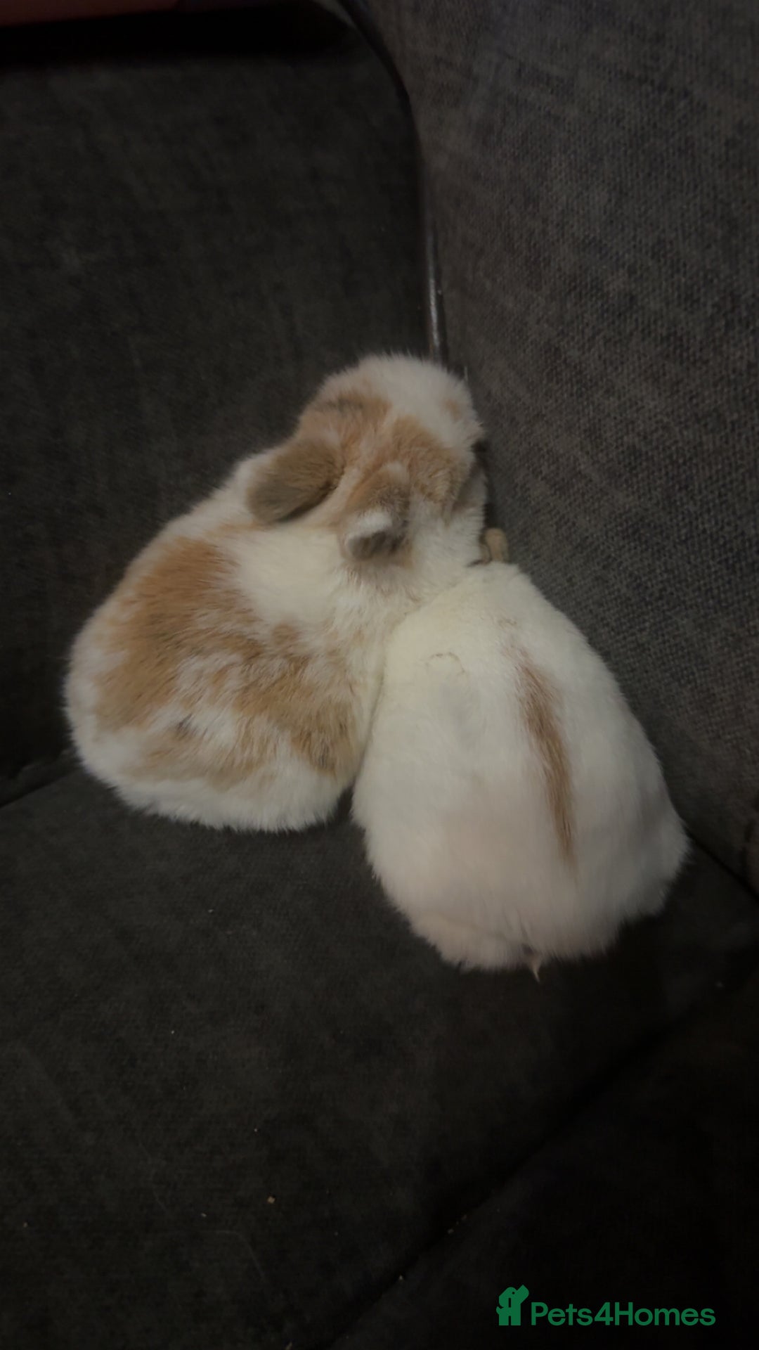 Mini Lion Lop rabbits for sale: 4 baby mini lop rabbits - Advert 3