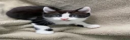 Mixed Breed cats for sale: Mixed breed Russian Blue tabby  - Advert 3