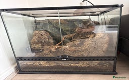 Gecko reptiles for sale: Steve looking for a new home  - Image 6