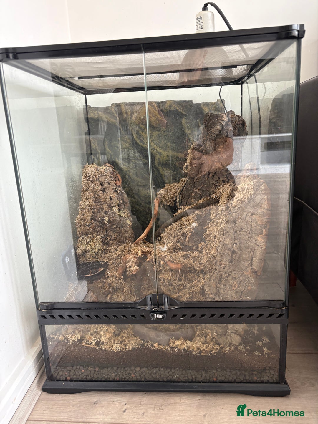 Gecko reptiles for sale: Steve looking for a new home  - Image 6