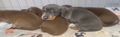 Miniature Dachshund 4
