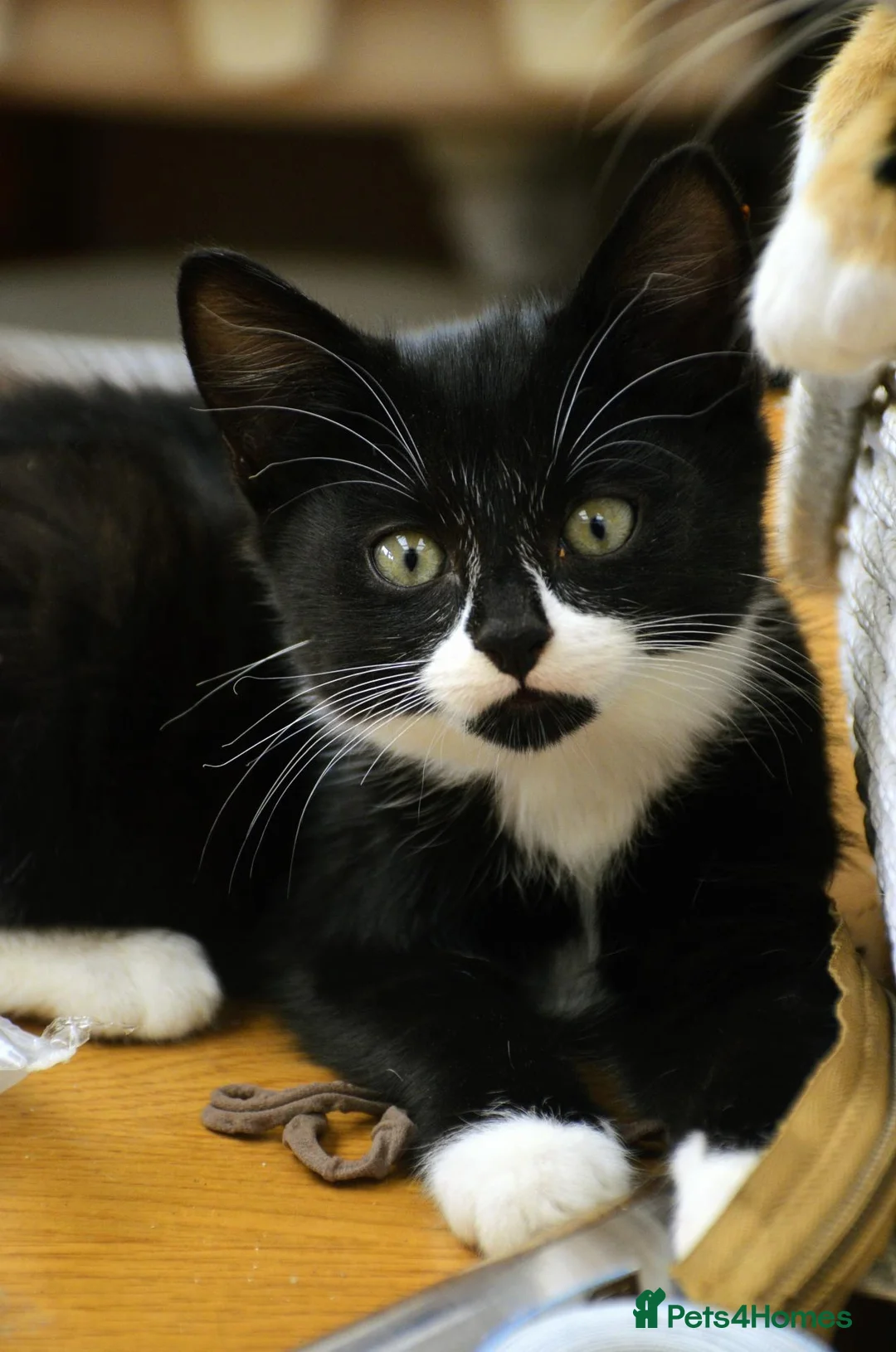 Mixed Breed cats for sale: Playful farm kittens used to people and dogs - Advert 2