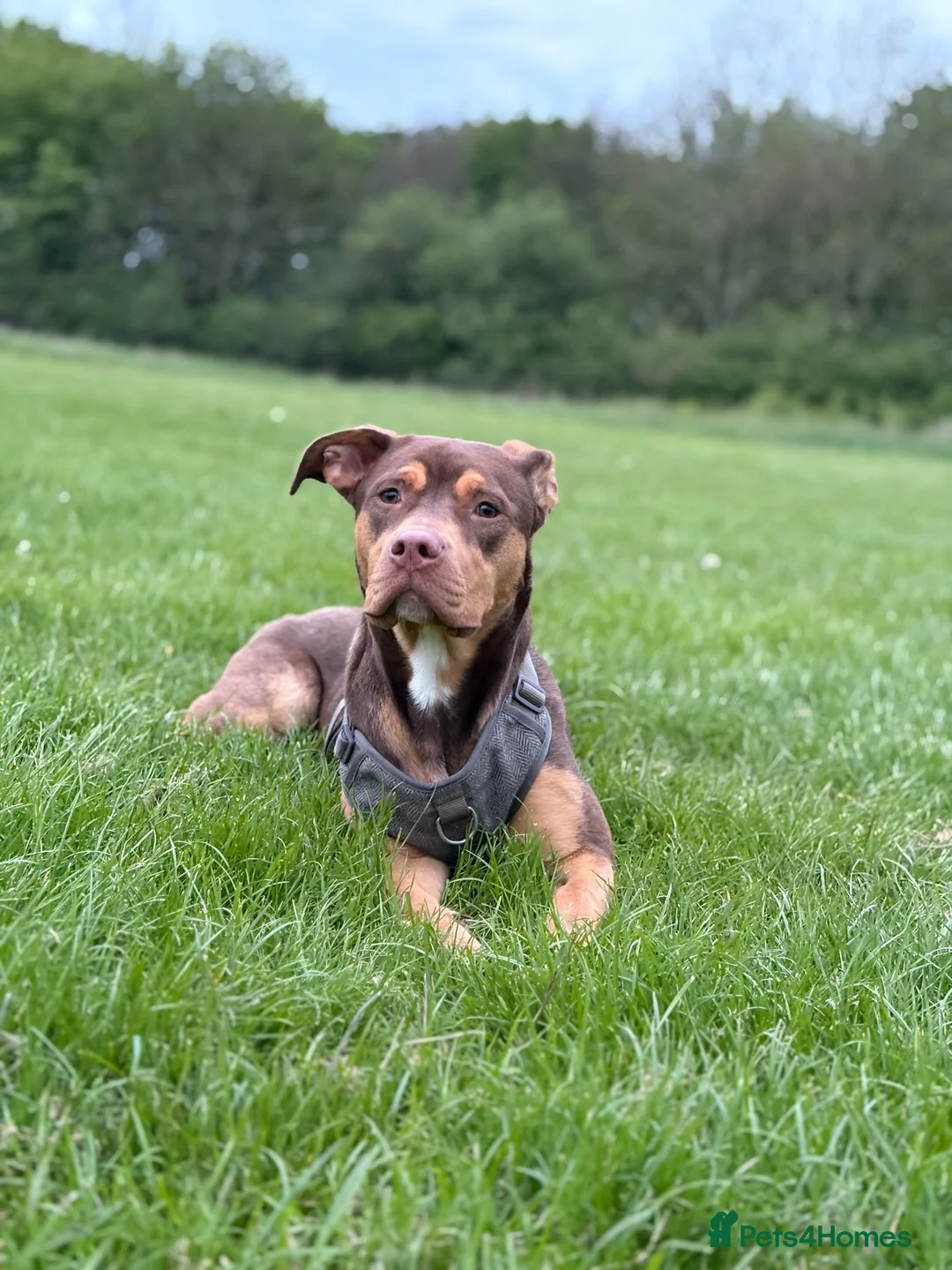 Mixed Breed dogs for sale: Rehoming a Labrador bulldog mix  in Gateshead - Advert 2