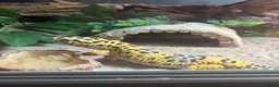 Gecko reptiles for sale: Friendly Leopard Gecko with Full Vivarium Setup  - Advert 3