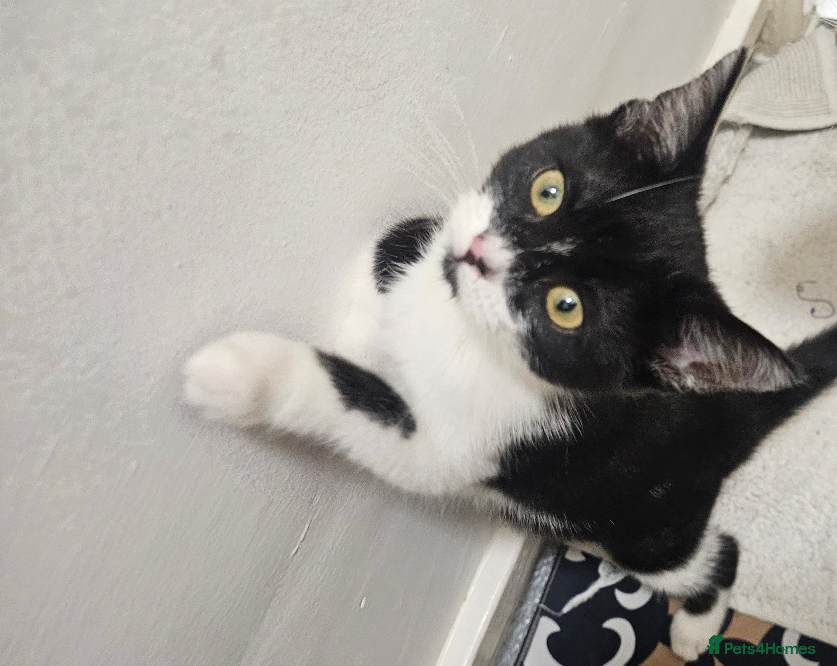 Bombay cats 1 friendly female kitten 💖❤️ - Advert 1