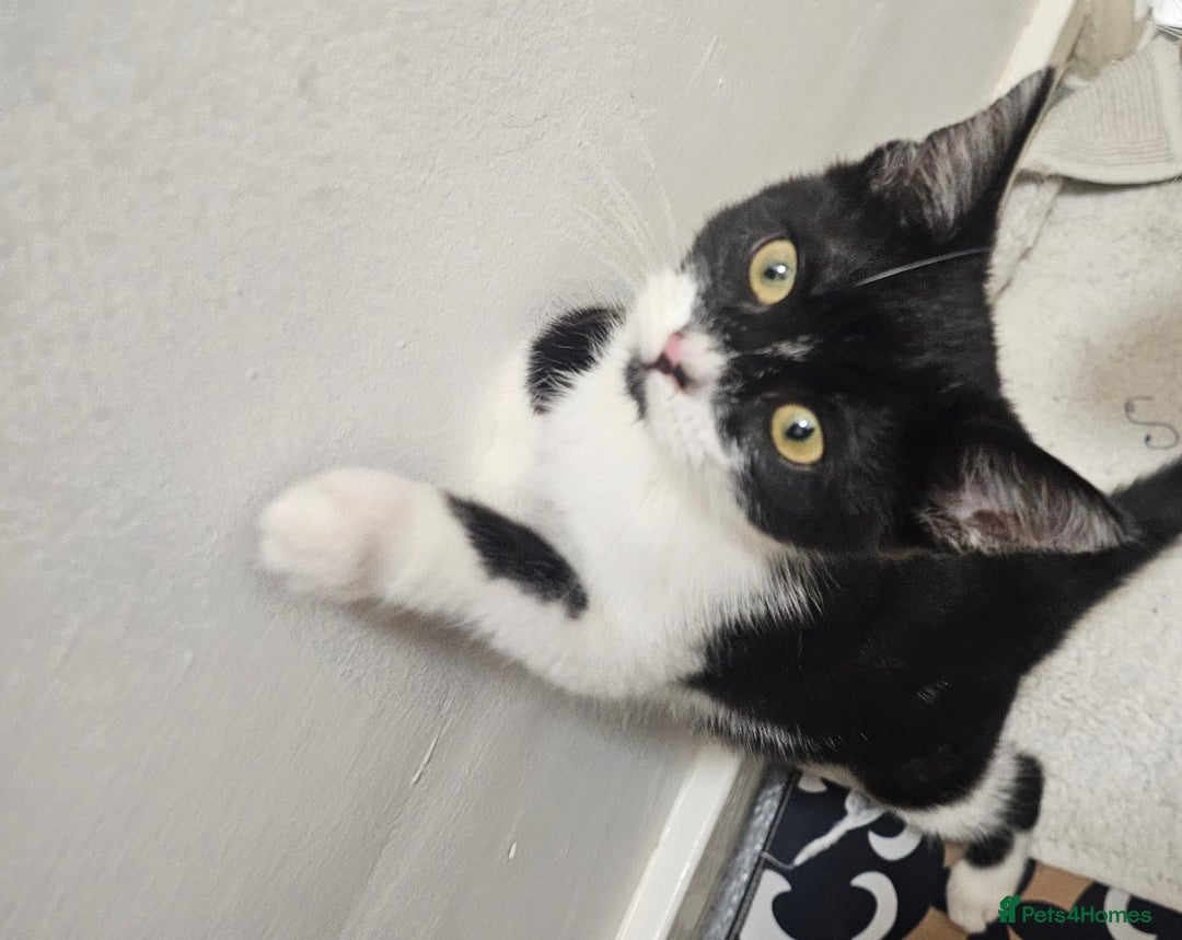 Bombay cats for sale: 1 friendly female kitten 💖❤️ - Advert 1