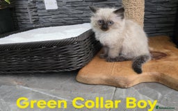 Ragdoll cats for sale: Beautiful fluffy Ragdolls / 2 boys left - Image 15