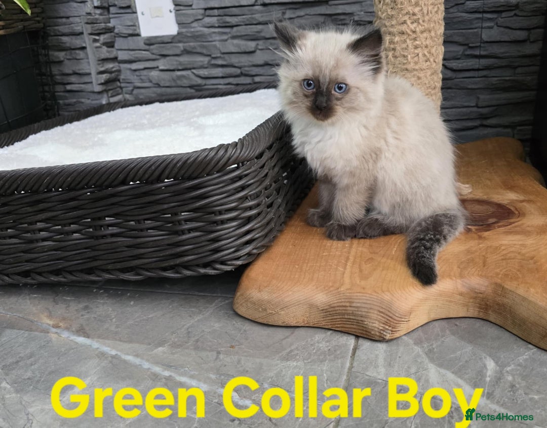 Ragdoll cats for sale: Beautiful fluffy Ragdolls / 2 boys left - Image 15