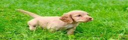 Cocker Spaniel dogs for sale: Gorgeous Golden Working Cocker Spaniels - Advert 11
