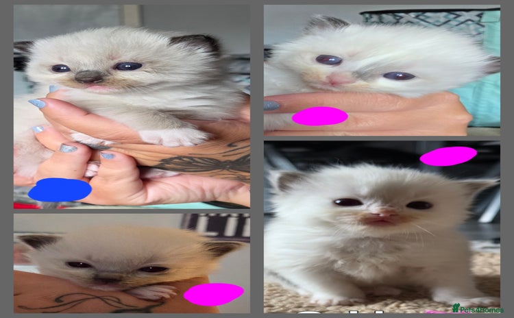 Ragdoll cats - Advert 9