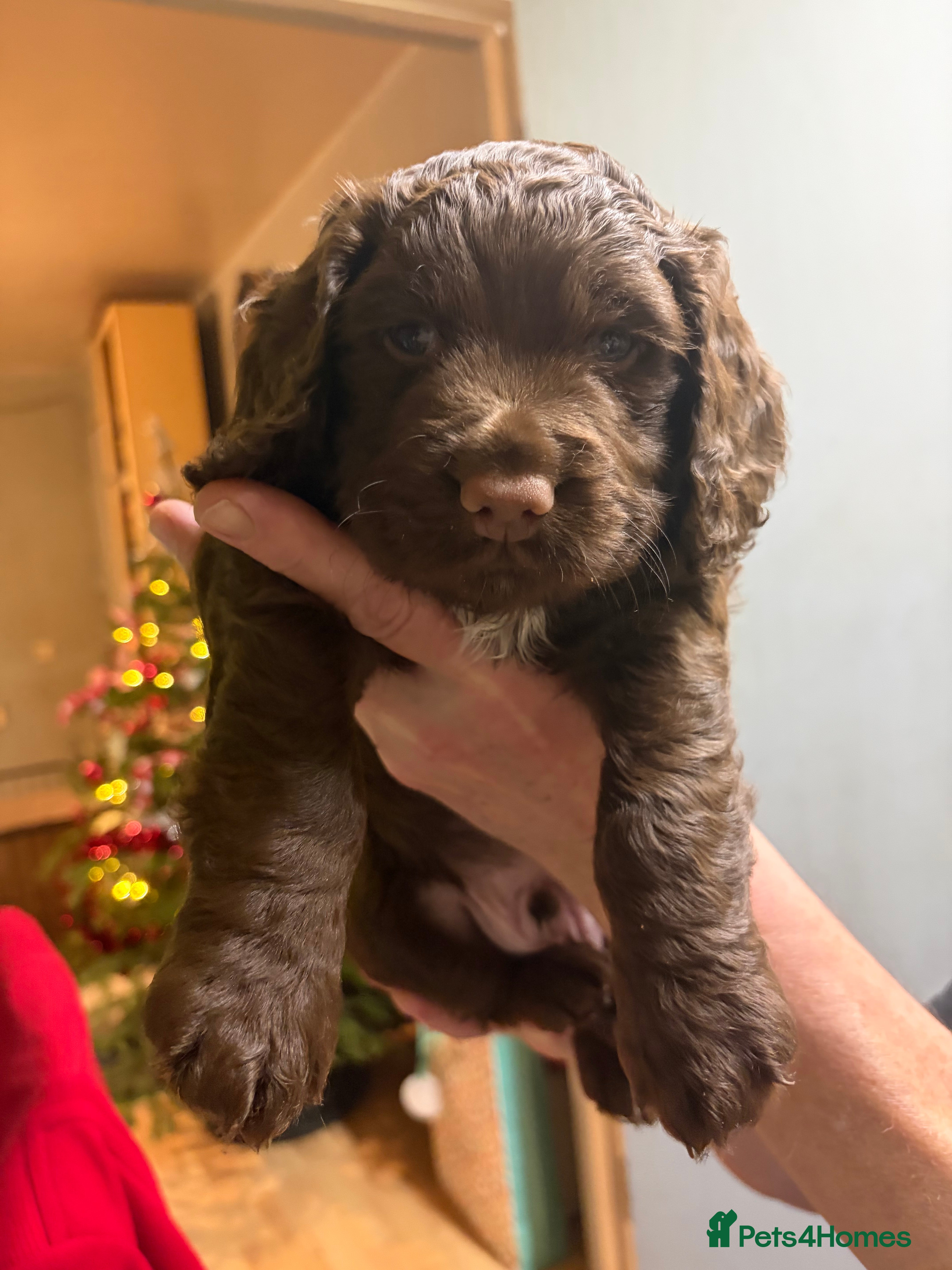 Cocker Spaniel dogs Beautiful working cocker spaniel KC registered  - Advert 1