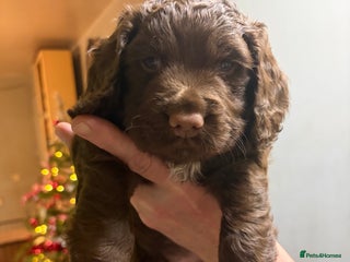 Cocker Spaniel dogs Beautiful working cocker spaniel KC registered - Advert 1