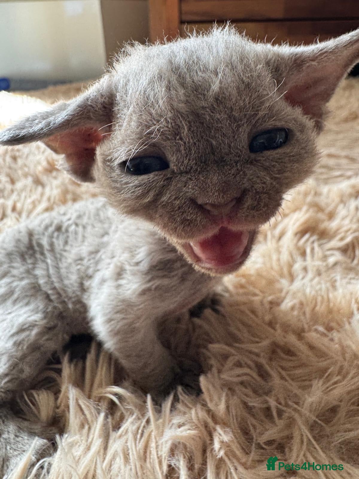 Devon Rex cats TICA Registered Devon Rex Lilac Kittens  - Advert 7