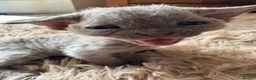 Devon Rex cats for sale: TICA Registered Devon Rex Lilac Kittens  - Advert 1