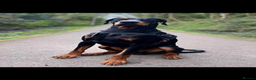 Dobermann dogs for sale: Ready to go Friday night  - Advert 6