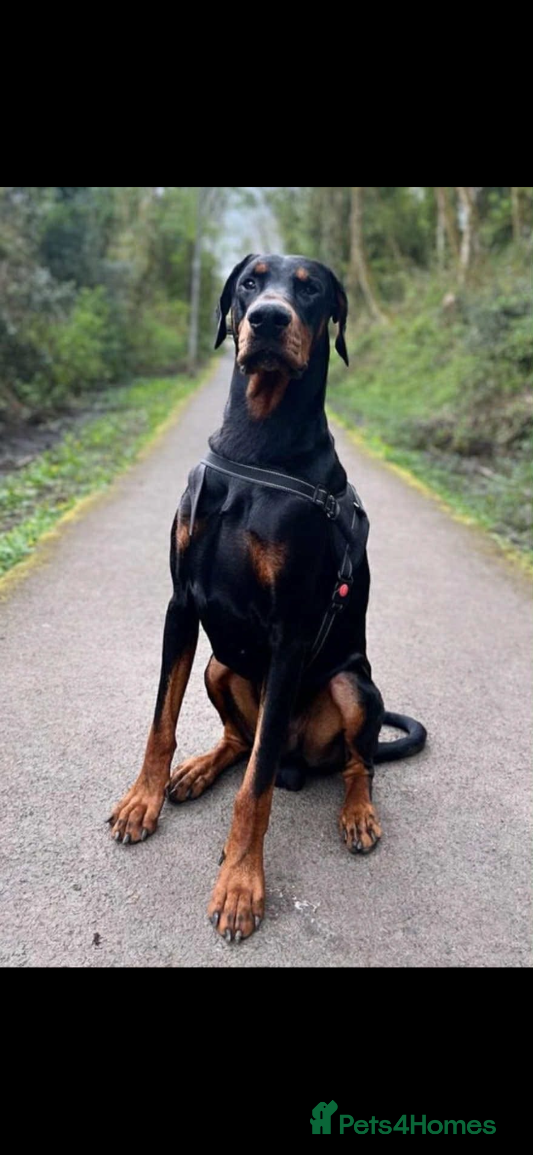 Dobermann dogs for sale: Ready to go Friday night  - Advert 6