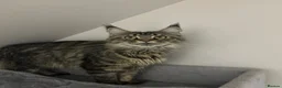 Maine Coon cats for sale: Licensed breeder-maine coon kittens - Advert 2