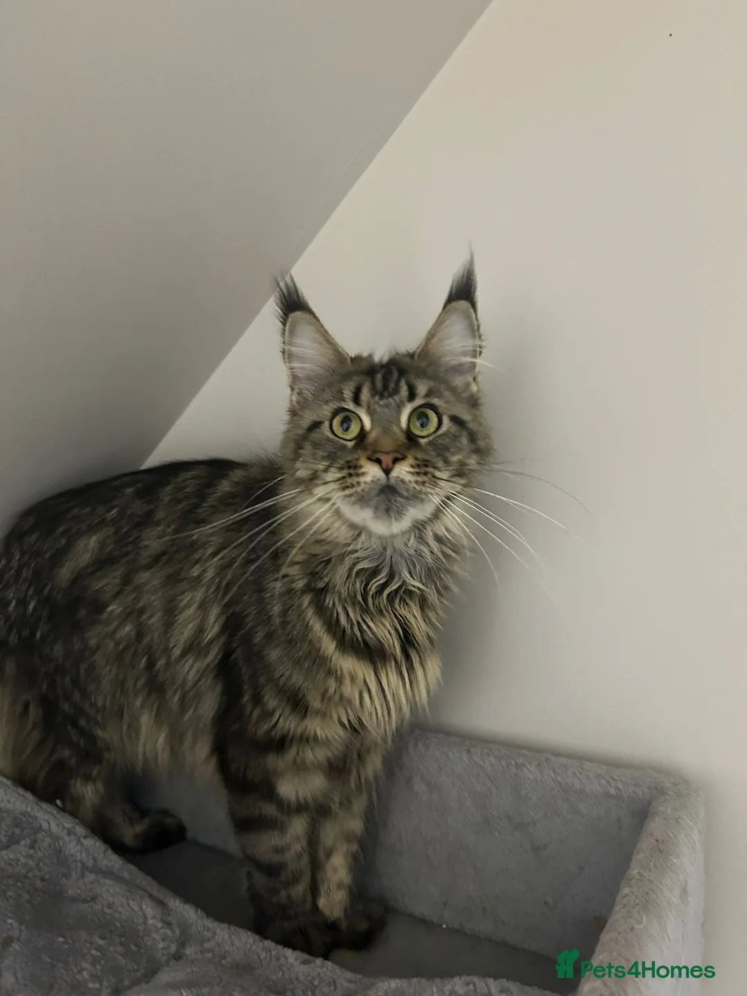 Maine Coon cats for sale: Licensed breeder-maine coon kittens - Advert 2